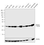 ENDOG Antibody in Western Blot (WB)