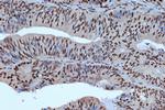 Bub3 Antibody in Immunohistochemistry (Paraffin) (IHC (P))