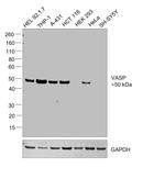 VASP Antibody in Western Blot (WB)