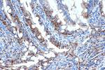 FABP2 Antibody in Immunohistochemistry (Paraffin) (IHC (P))