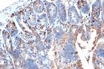 FABP2 Antibody in Immunohistochemistry (Paraffin) (IHC (P))