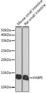 FABP2 Antibody in Western Blot (WB)