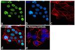 MBD3 Antibody in Immunocytochemistry (ICC/IF)