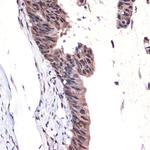 MBD3 Antibody in Immunohistochemistry (Paraffin) (IHC (P))