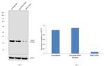 MBD3 Antibody in Western Blot (WB)