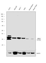 MBD3 Antibody in Western Blot (WB)