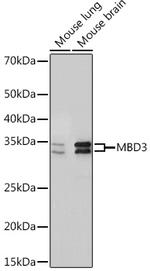 MBD3 Antibody in Western Blot (WB)