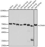 LTA4H Antibody in Western Blot (WB)