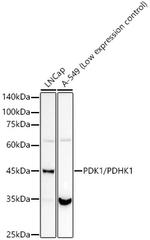 PDK1 Antibody in Western Blot (WB)