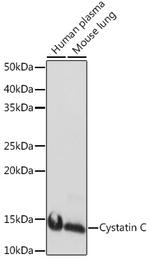 Cystatin C Antibody in Western Blot (WB)