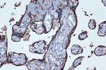 PTGER2 Antibody in Immunohistochemistry (Paraffin) (IHC (P))