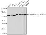 PTGER2 Antibody in Western Blot (WB)