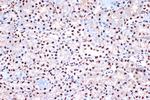 KHSRP Antibody in Immunohistochemistry (Paraffin) (IHC (P))