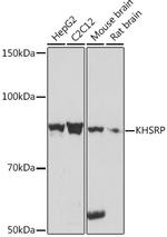 KHSRP Antibody in Western Blot (WB)