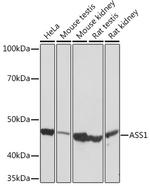 ASS1 Antibody in Western Blot (WB)