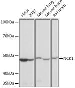 NCK1 Antibody in Western Blot (WB)