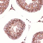 PRDX4 Antibody in Immunohistochemistry (Paraffin) (IHC (P))