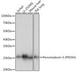 PRDX4 Antibody in Western Blot (WB)