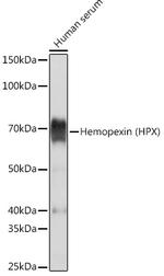 Hemopexin Antibody in Western Blot (WB)