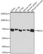 ABCE1 Antibody in Western Blot (WB)