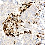 CD74 Antibody in Immunohistochemistry (Paraffin) (IHC (P))