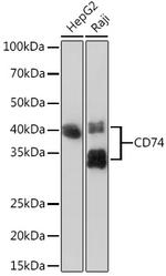 CD74 Antibody in Western Blot (WB)