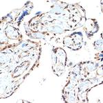 PSMA2 Antibody in Immunohistochemistry (Paraffin) (IHC (P))