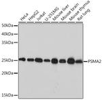 PSMA2 Antibody in Western Blot (WB)