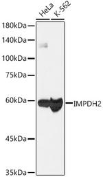 IMPDH2 Antibody in Western Blot (WB)