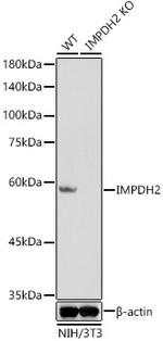 IMPDH2 Antibody in Western Blot (WB)