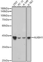 ABH1 Antibody in Western Blot (WB)