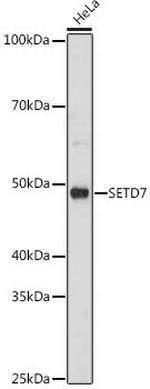 SETD7 Antibody in Western Blot (WB)