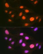 UBE1 Antibody in Immunocytochemistry (ICC/IF)