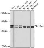 UBE1 Antibody in Western Blot (WB)