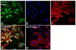 VPS35 Antibody in Immunocytochemistry (ICC/IF)