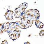 Hemoglobin alpha Antibody in Immunohistochemistry (Paraffin) (IHC (P))