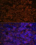 Hemoglobin alpha Antibody in Immunohistochemistry (Paraffin) (IHC (P))