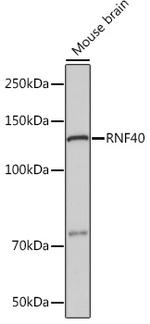 RNF40 Antibody in Western Blot (WB)