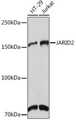 JARID2 Antibody in Western Blot (WB)