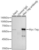 Myc Tag Antibody in Immunoprecipitation (IP)