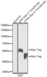 Myc Tag Antibody in Western Blot (WB)