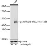 Phospho-JNK1/JNK2/JNK3 (Thr183, Thr221) Antibody in Western Blot (WB)