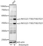 Phospho-JNK1/JNK2/JNK3 (Thr183, Thr221) Antibody in Western Blot (WB)