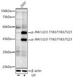 Phospho-JNK1/JNK2/JNK3 (Thr183, Thr221) Antibody in Western Blot (WB)