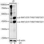 Phospho-JNK1/JNK2/JNK3 (Thr183, Thr221) Antibody in Western Blot (WB)