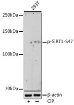 Phospho-SIRT1 (Ser47) Antibody in Western Blot (WB)