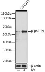 Phospho-p53 (Ser9) Antibody in Western Blot (WB)