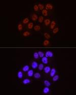 Phospho-POLR2A (Ser5) Antibody in Immunocytochemistry (ICC/IF)