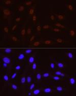 Phospho-POLR2A (Ser5) Antibody in Immunocytochemistry (ICC/IF)