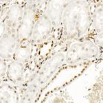 Phospho-POLR2A (Ser5) Antibody in Immunohistochemistry (Paraffin) (IHC (P))